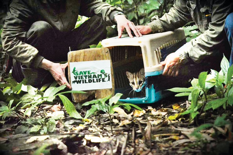 Mèo rừng Cúc Phương: Hành trình hồi sinh