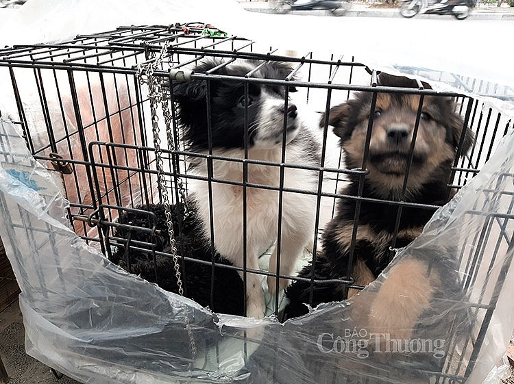 Những chú chó con được bày bán ở một góc phố trên đường Kim Ngưu