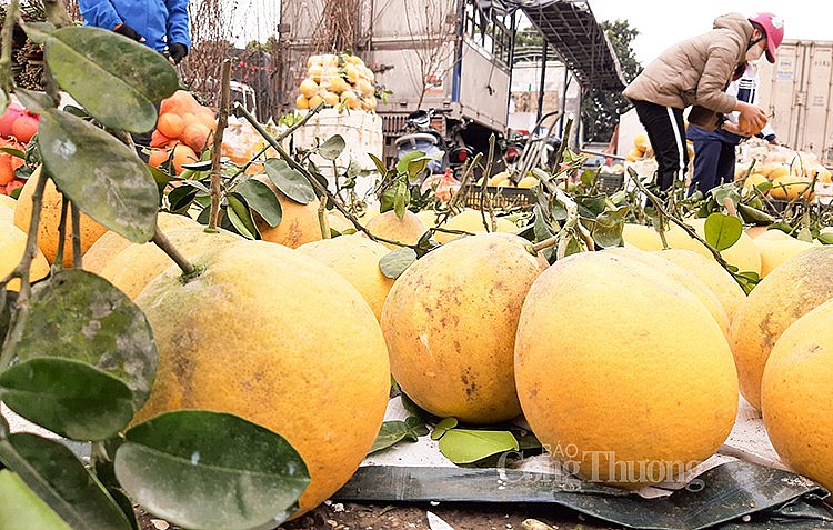 Những trái bưởi được bày bán dưới chợ đầu mối phía Nam