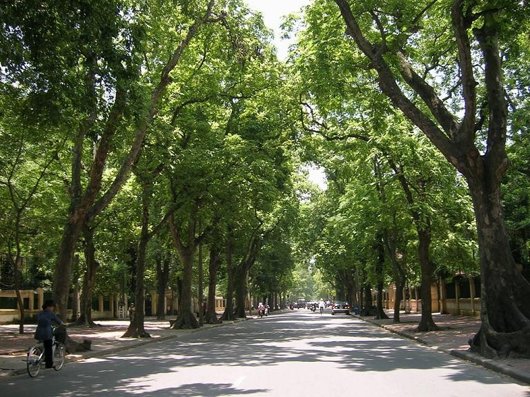 Hà Nội đặt mục tiêu trồng 250.000 cây xanh trong dịp Xuân Quý Mão