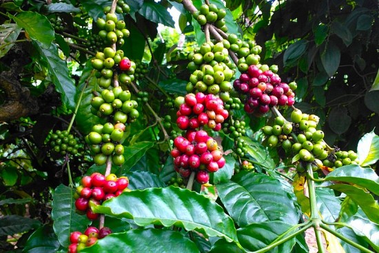 Giá cà phê hôm nay, 29/1: Giá cà phê trong nước sát mốc 43.000 đồng/kg