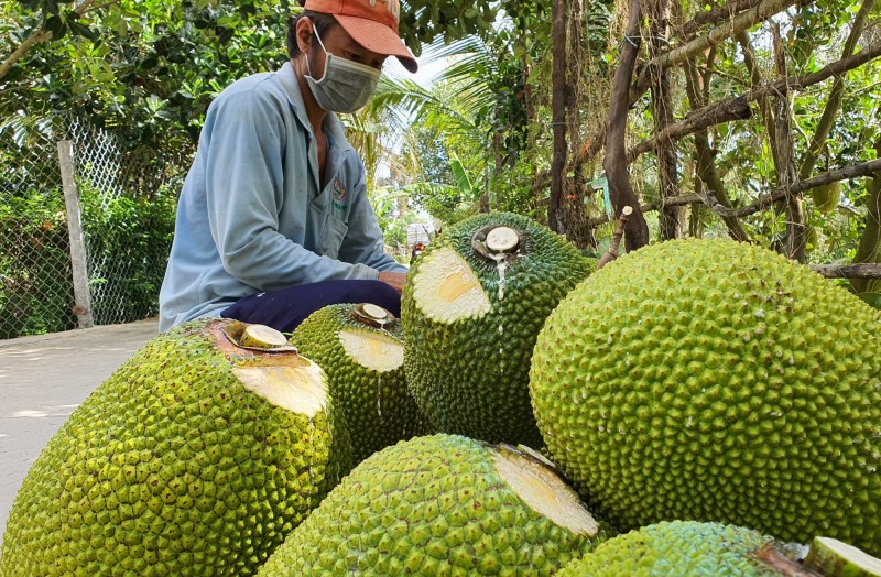 giá mít Thái đã tăng lên mỗi ngày, lập kỷ lục cao nhất trong vòng 5 năm nay.