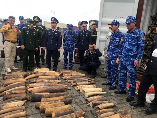 Cục Hải quan Hải Phòng bắt giữ gần 500 kg ngà voi nhập khẩu trái phép từ châu Phi