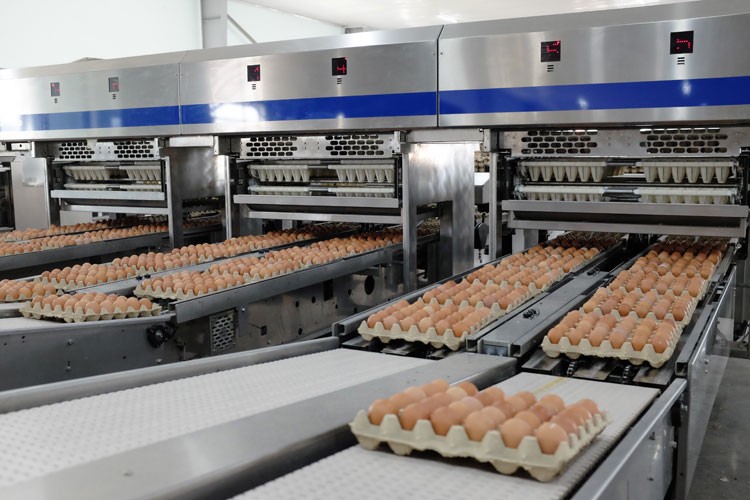 Hòa Phát ký hợp đồng gia công sản phẩm trứng gà sạch vào chuỗi các siêu thị WinMart