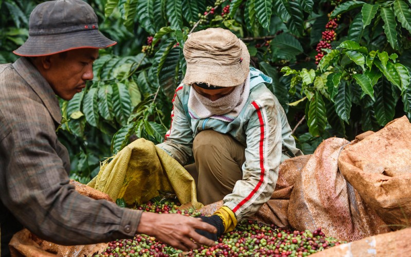 Đắk Nông phê duyệt địa bàn được hỗ trợ phí bảo hiểm cho cây cà phê và hồ tiêu