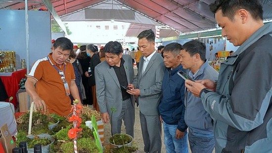 Kon Tum tổ chức Hội thi Sâm Ngọc Linh lần thứ nhất