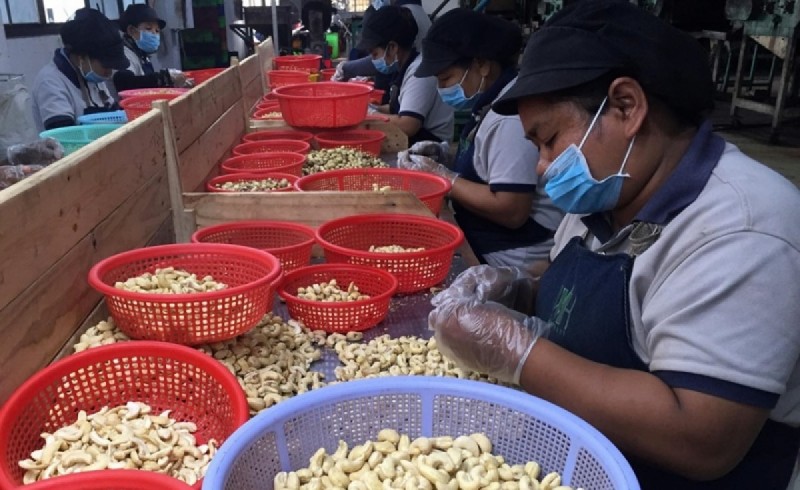 Campuchia xuất khẩu 98,5% sản lượng hạt điều thô sang Việt Nam