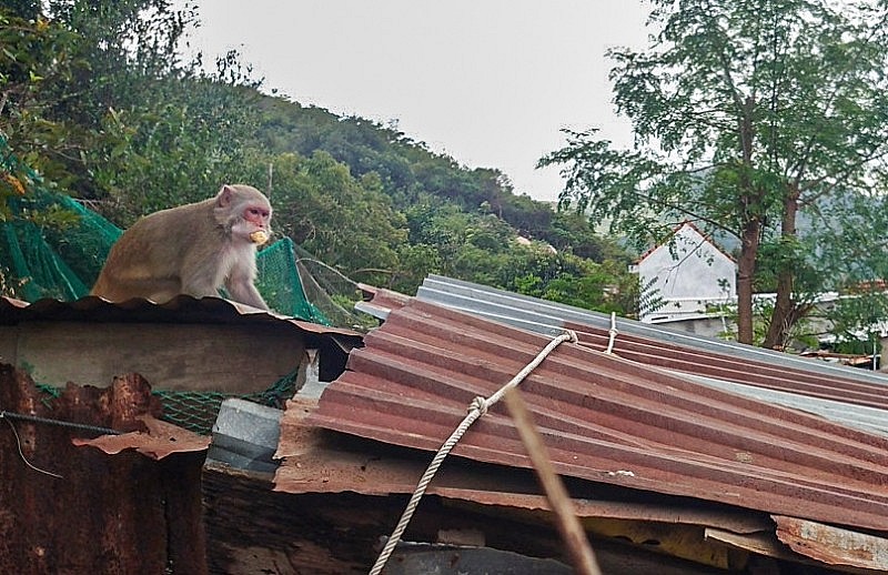 Khánh Hòa: Đàn khỉ 200 con tràn xuống nhà dân quậy phá