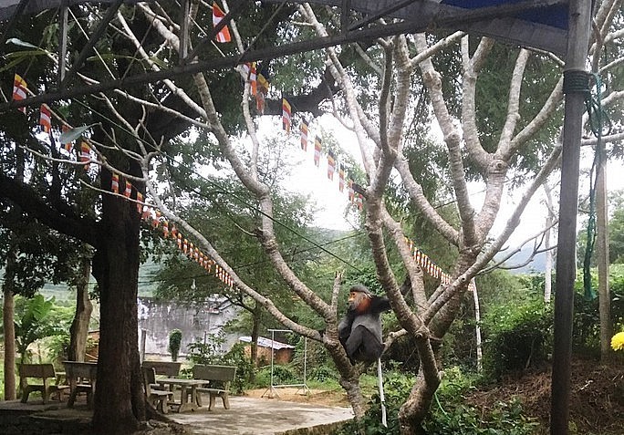 Phú Yên: Bảo vệ đàn voọc chà vá chân xám quý hiếm