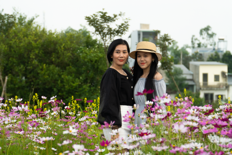 Xao xuyến vườn cúc họa mi trái mùa tại Đà Nẵng