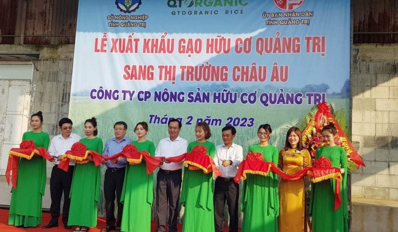 Gạo hữu cơ Quảng Trị thẳng tiến thị trường châu Âu