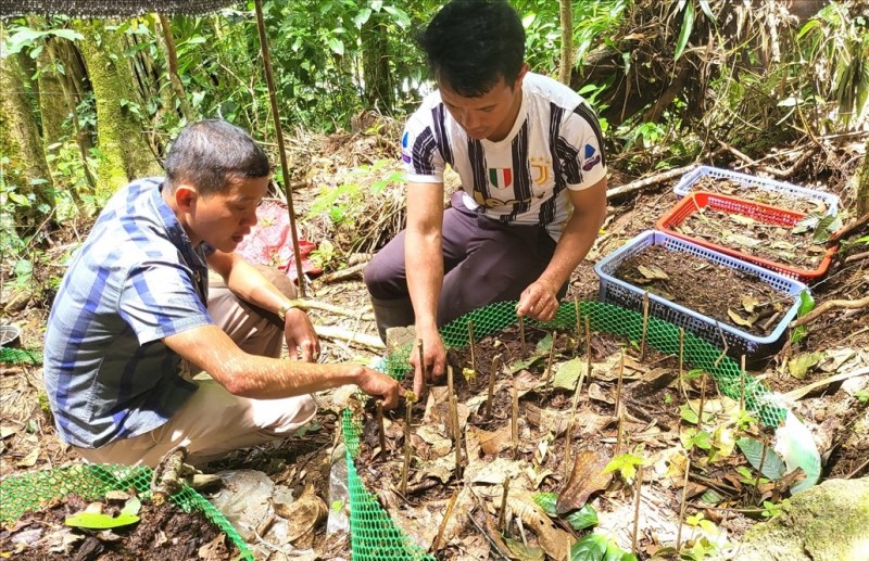 sâm ngọc linh tu mơ rông