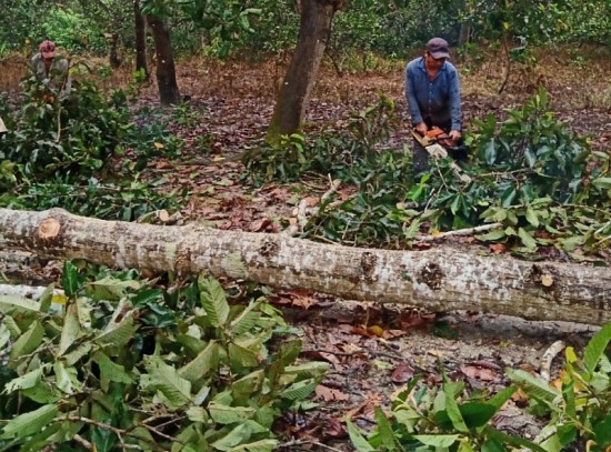 Khởi tố hình sự một vụ chặt phá rừng phòng hộ tại Đồng Nai