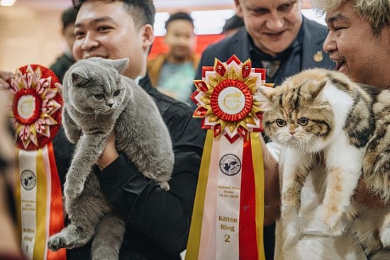 Cuộc thi "sắc đẹp" dành cho mèo sắp quay trở lại