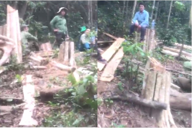Hiện trường vụ khai thác 125 cây gỗ trái pháp luật xảy ra tại khoảnh 7, khoảnh 10, tiểu khu 792 thuộc lâm phần Công ty TNHH MTV lâm nghiệp Kông H’de, , huyện Kông Chro, tỉnh Gia Lai.