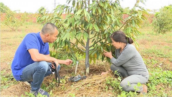 Gia Lai: Hàng trăm gốc chanh leo và sầu riêng bị phá hoại