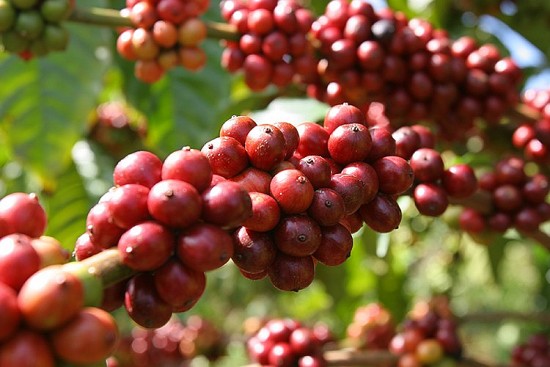 Quý I/2023: Thị phần cà phê Việt Nam trong tổng lượng nhập khẩu của Thụy Sĩ tăng