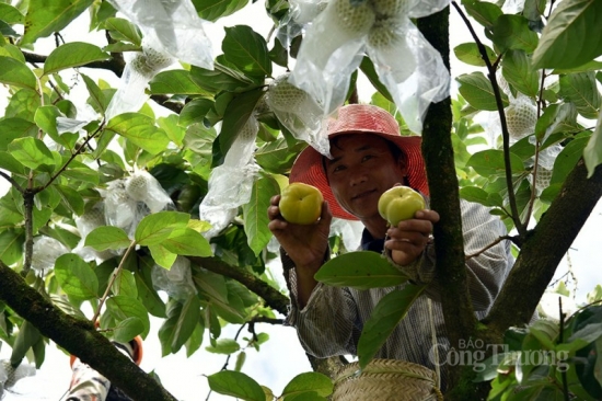 Chính sách nông nghiệp: Chìa khóa nâng cao giá trị nông sản Sơn La