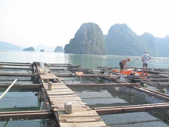 Tỉnh Quảng Ninh: Sẽ cưỡng chế các công trình nuôi trồng thủy sản trái phép trên vịnh Hạ Long