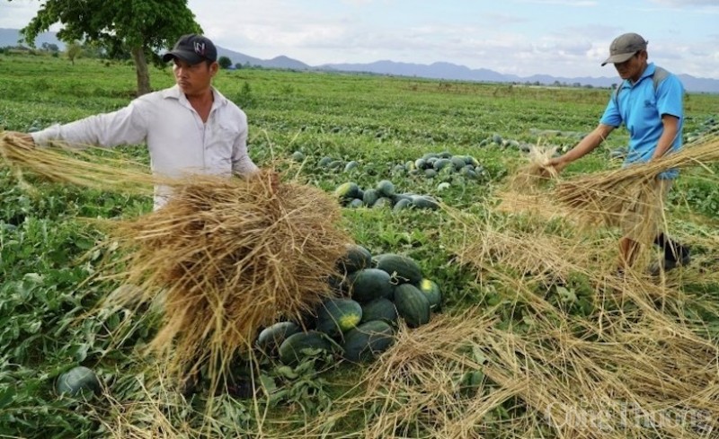 Gia Lai: Giá dưa hấu tăng, nông dân phấn khởi