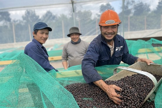 Hơn 700 nông dân tham gia chương trình chia sẻ kinh nghiệm về cà phê