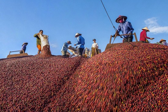 Lịch sử hơn 100 năm cây cà phê đến với thủ phủ Đắk Lắk