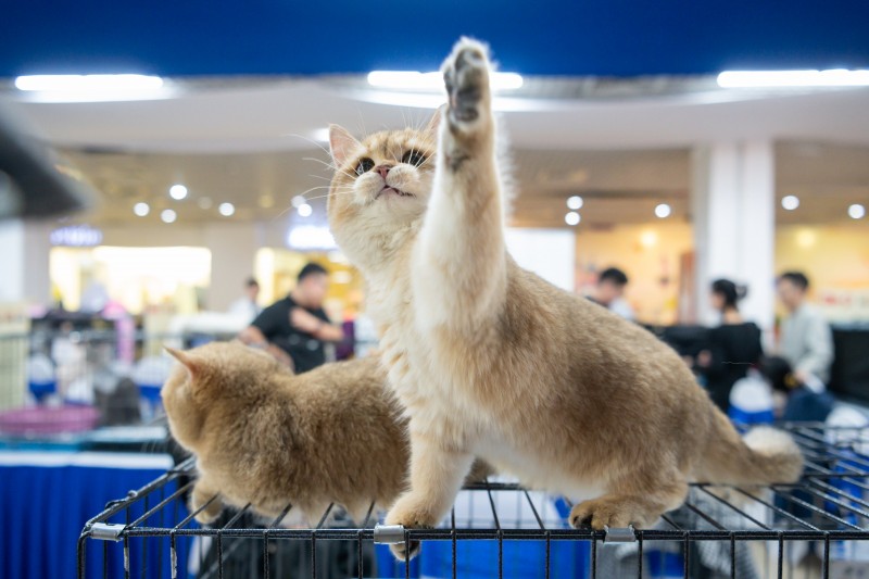 Giống mèo anh màu Golden là một trong số những giống mèo đang được ưa chuộng nhiều nhất tại Việt Nam bởi vẻ ngoài dễ thương, tinh nghịch và dễ thích nghi với điều kiện khí hậu. Giá dao động từ 15tr - 100tr tuỳ vào độ đẹp của mèo