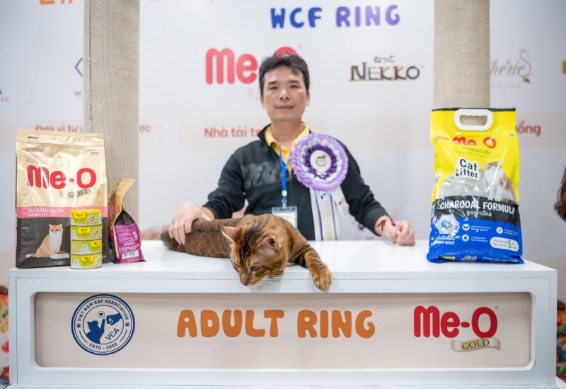 Hơn 200 bé mèo "tranh tài" tại Cuộc thi "sắc đẹp" WCF International Cat Show