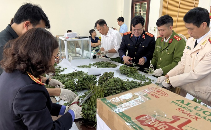 Lào Cai: Bắt nhóm đối tượng buôn bán gần 80kg cành, quả cây thuốc phiện