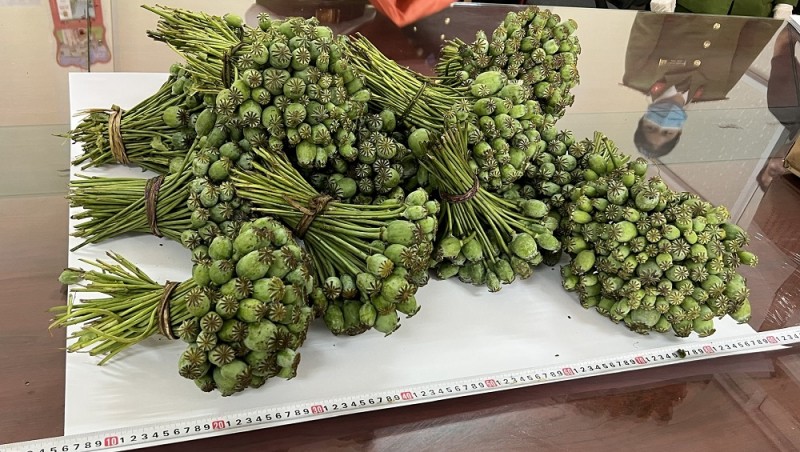 Lào Cai: Bắt nhóm đối tượng buôn bán gần 80kg cành, quả cây thuốc phiện