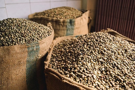 Giá cà phê hôm nay, 17/3: Giá cà phê trong nước giảm 200 đồng/kg