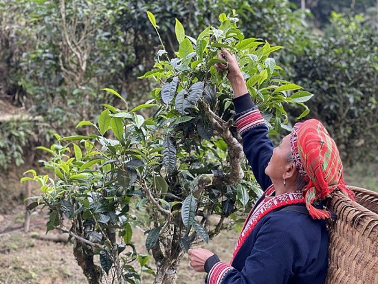 Huyện Hoàng Su Phì: Nỗ lực bảo tồn cây chè Shan tuyết