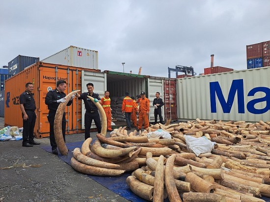 Hải quan Hải Phòng bắt giữ khoảng 7 tấn ngà voi nhập lậu từ châu Phi