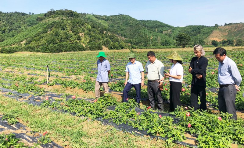 Thừa Thiên Huế: Những “sinh kế” giúp huyện miền núi A Lưới giảm nghèo