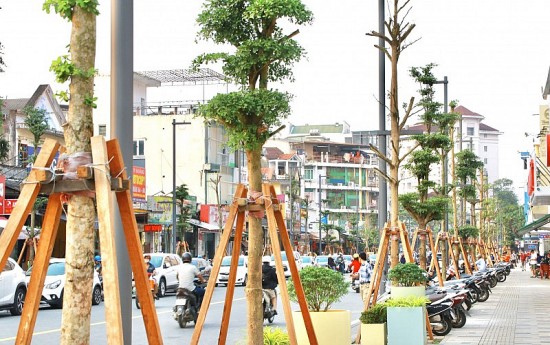 Thừa Thiên Huế: Trồng cây xanh phố đi bộ đè lên cáp quang