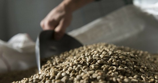 Giá cà phê hôm nay, 24/3: Giá cà phê trong nước giảm 100 đồng/kg