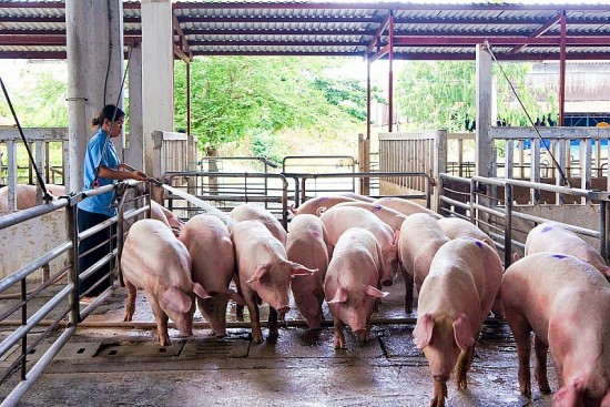 Tâm thư của Hiệp hội Chăn nuôi Đồng Nai gửi Thống đốc Ngân hàng nhà nước đề cập gì?