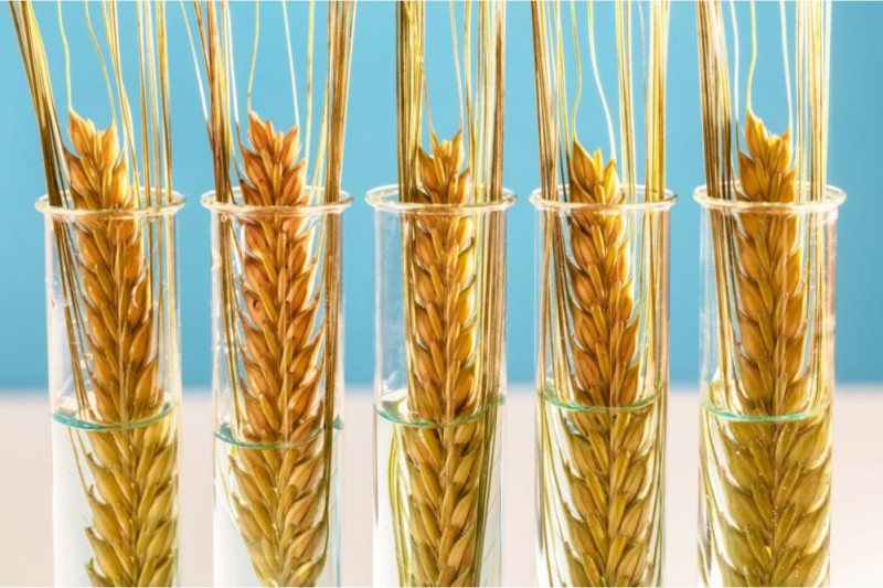 Lúa mì biến đổi gen chịu hạn ngày càng được chấp thuận tại nhiều quốc gia