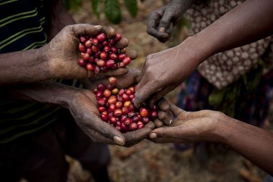 Giá cà phê hôm nay, ngày 25/11/2023: Giá cà phê trong nước tăng mạnh trở lại