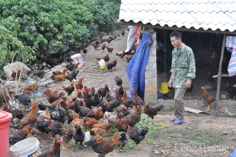 Phát triển chăn nuôi tại khu vực xã miền núi Lê Lợi, thị xã Chí Linh, tỉnh Hải Dương