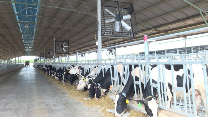 Trang trại bò sữa NutiMilk nằm sâu trong rừng cỏ thuộc xã Đăk Yă (Mang Yang, Gia Lai). Ảnh: Phúc Lâm