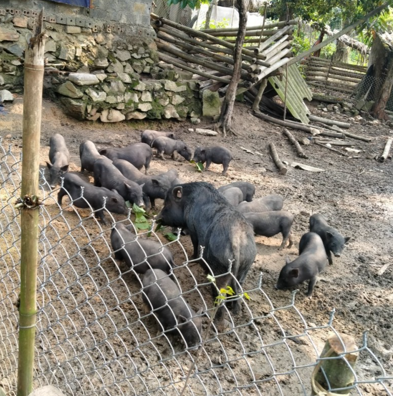Cơ hội cho các hộ dân tộc thiểu số tham gia chuỗi giá trị thịt lợn an toàn