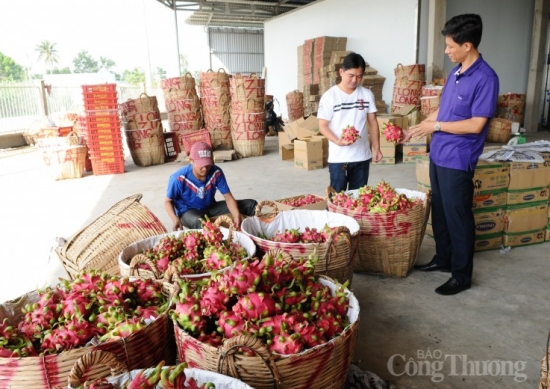 Tỉnh Bình Thuận: Đề xuất mở rộng thị trường xuất khẩu chính ngạch cho thanh long