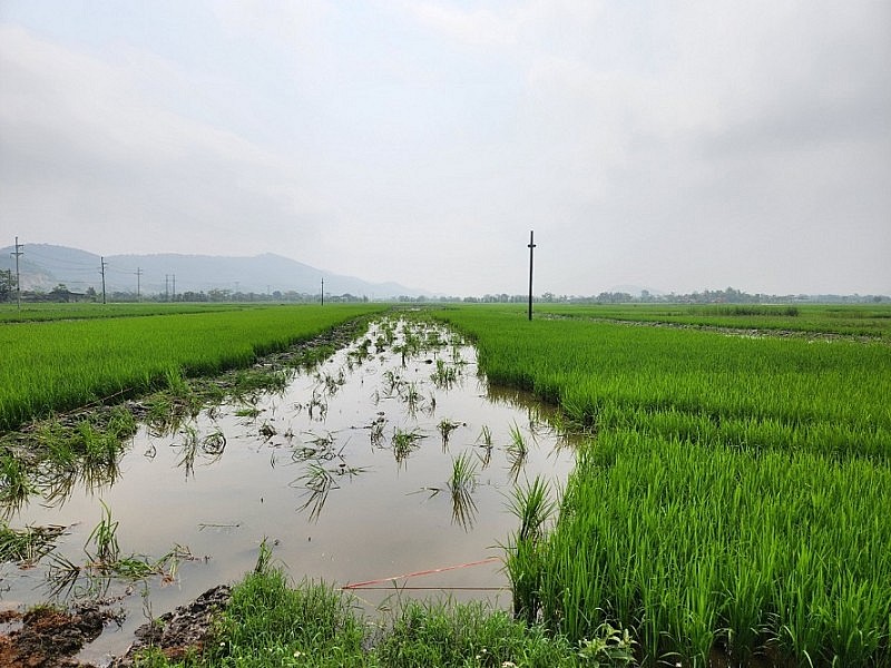 Thanh Hóa: Người dân phản đối việc thu hồi đất nông nghiệp nhưng đền bù không thỏa đáng