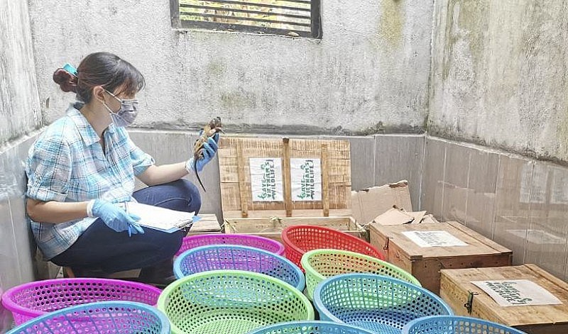 Giải cứu 59 con rùa đầu to bị vận chuyển trái phép ở Nghệ An