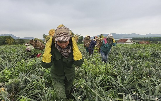 Nghệ An: Giá dứa tăng mạnh, nông dân lãi hàng trăm triệu