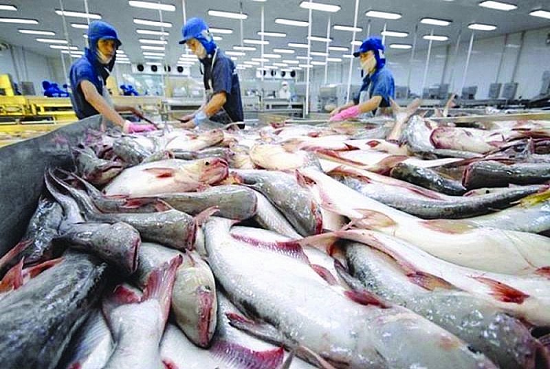 Canada đứng Top 2 trong khối thị trường CPTPP nhập khẩu cá tra từ Việt Nam
