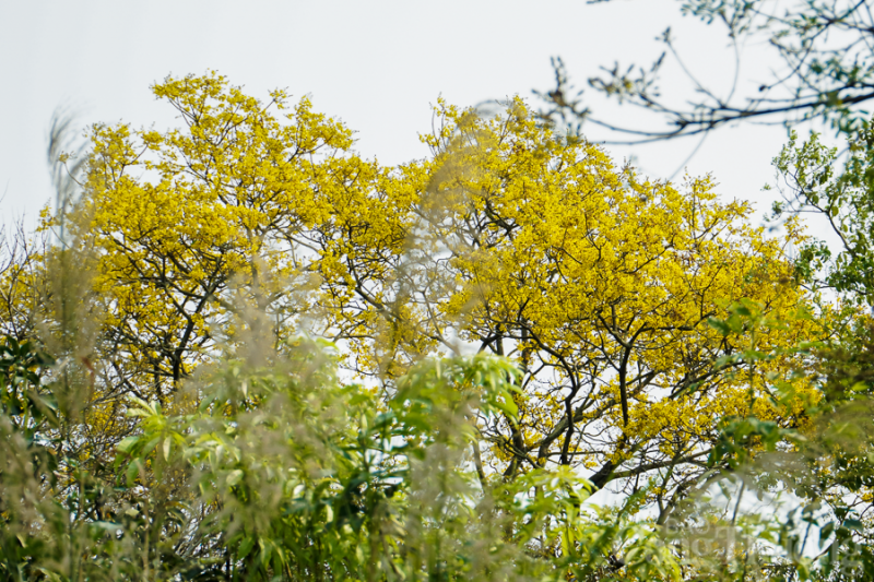 Mê mẩn trước sắc vàng hoa lim xẹt trên bán đảo Sơn Trà