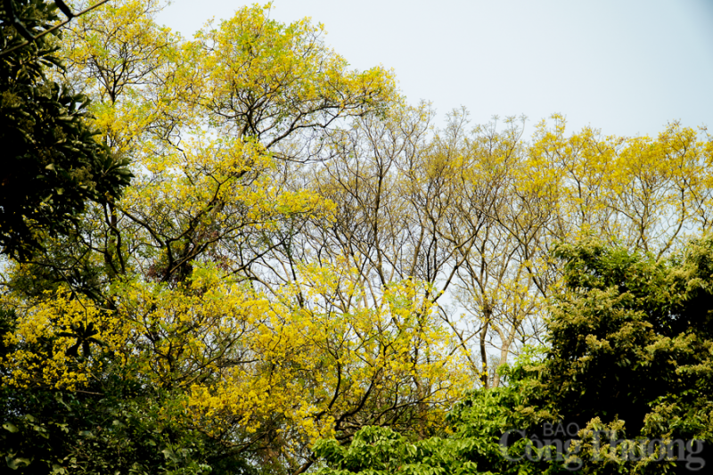 Mê mẩn trước sắc vàng hoa lim xẹt trên bán đảo Sơn Trà