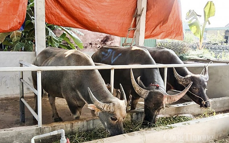 Nghệ An: Giá gia súc “chạm đáy”, người chăn nuôi thua lỗ